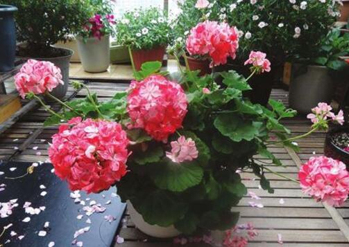 What if the geranium leaves turn yellow? how to trim the geranium / cut off the dead branches and rotten leaves?