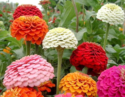 The Propagation method of Zinnia