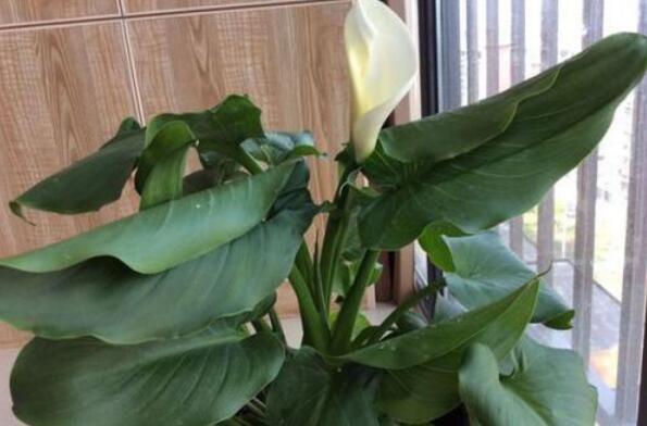 How is the calla lily plant weak? solve 4 points to make calla lilies glow for the second spring.