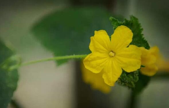 How to do morning glory leaves yellow, learn 6 strokes yellow worry-free/watering too low temperature