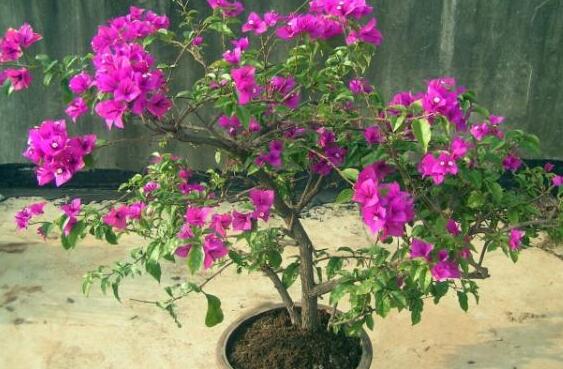 Is it poisonous? Is it suitable for indoor cultivation? The stems and leaves are poisonous and can be cultivated indoors.