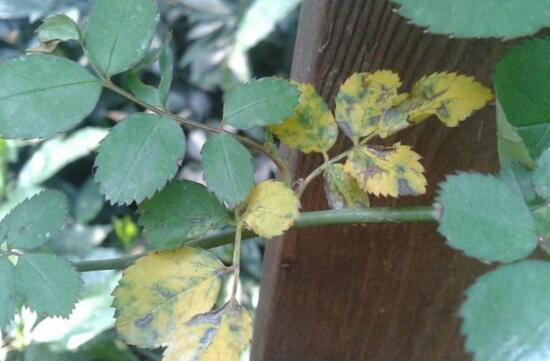 How to do the rose leaves yellowing? pay attention to 5: 00 away from yellowing trouble / light is the key.