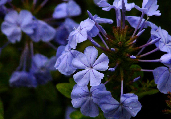 Blue snowflake leaves yellowing how to do, blue snowflake leaves yellowing solution / rehydration