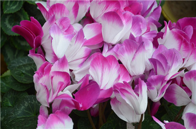 How can cyclamen blossom ahead of time?