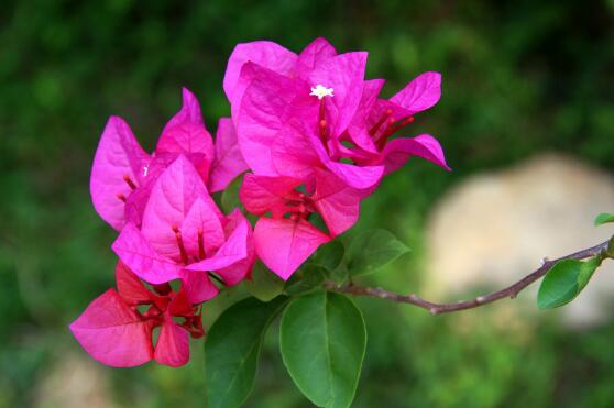 Triangular plum can blossom several times a year, how long is the blooming period / maintenance should be in full bloom for a whole year