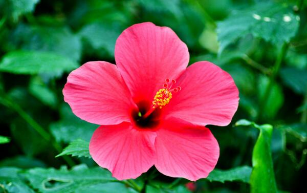 When does hibiscus flower bloom, how long does hibiscus flower bloom/maintain properly all year round