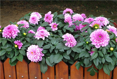 Propagation, cultivation and Management of Dahlia (Dahlia)