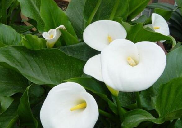 How to raise calla lilies, culture methods and precautions / soil should be moist