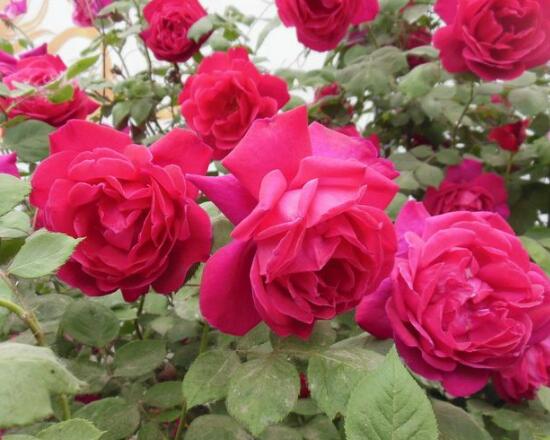 How to raise Chinese rose, the breeding methods and matters needing attention (watering and basking in the sun)