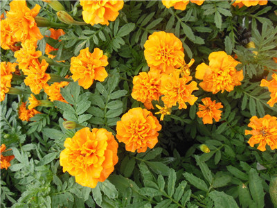 How to grow zinnia?