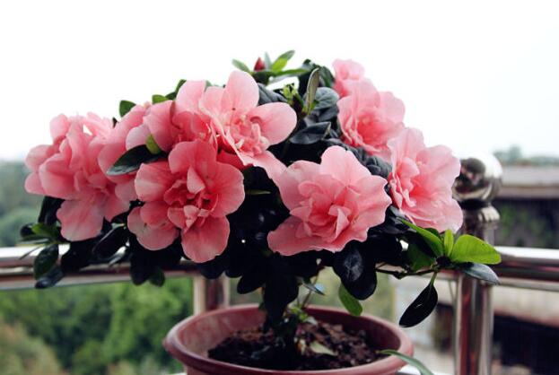 How to raise azaleas, breeding methods and precautions of azaleas / watering frequently with more light