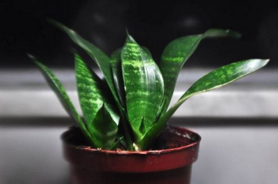 How to raise tiger orchid? the breeding methods and precautions / light should be sufficient.