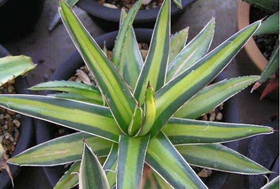 Tequila leaves yellowing how to do, solve 4: 00 yellowing worry-free / more sun and less watering