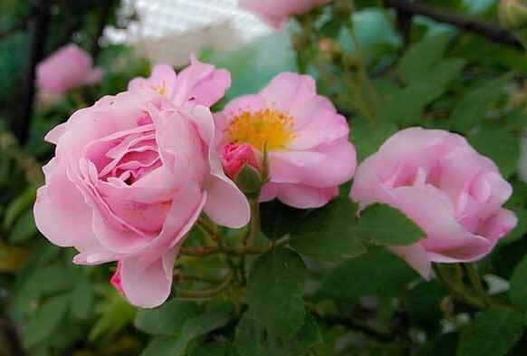 How to prune potted roses, master 3 points to make the beautiful / knife to bloom sharp