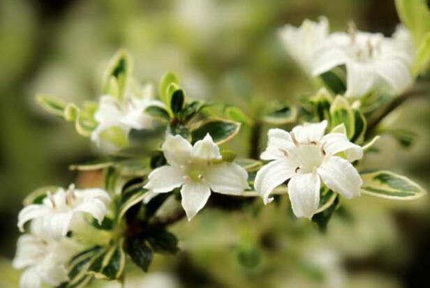 The efficacy and function of June snow, bonsai is pleasant to beautify the environment / medicine can cure all kinds of diseases