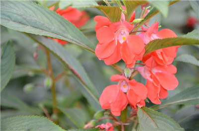 How to grow Chinese impatiens