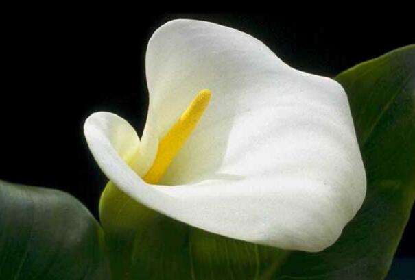 What if the calla lily leaves turn yellow? learn 6 tips to solve it easily / too much water, too low temperature.