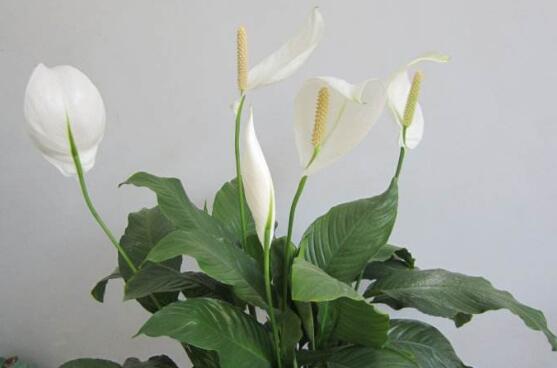 Plain sailing how to raise flowers, smooth sailing breeding methods and matters needing attention / diligent fertilization