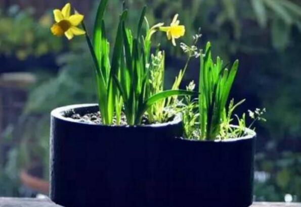 How to raise potted daffodils, more breeding methods and points for attention / watering of daffodils