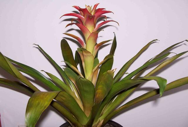 Pineapple leaves yellow how to do, learn 6 tricks yellow worry-free / too much fat lack of light