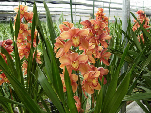 The main points of maintenance of Cymbidium how to raise Cymbidium