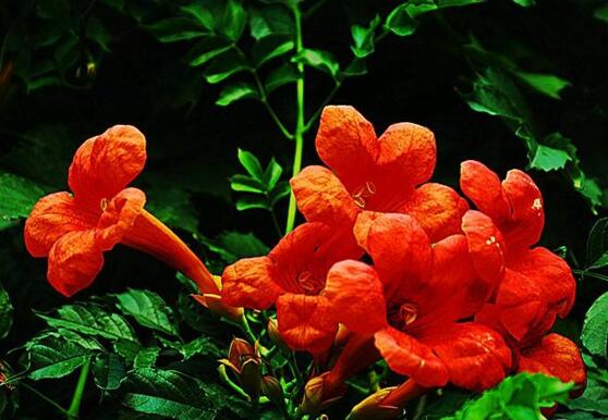 Is the Lingxiao flower poisonous? the benefits of planting Lingxiao flowers in the family / non-toxic can be used as gifts.