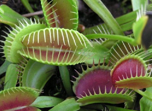 Flytrap planting method how to raise potted flytrap?