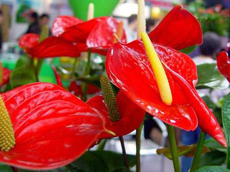 How do flaming crane flowers grow? what do flaming crane flowers represent? pictures of flaming crane flowers.