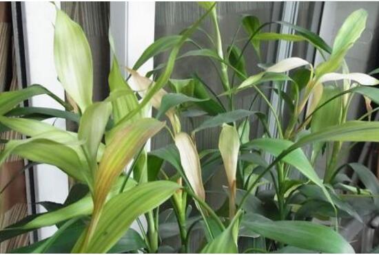 Potted rich bamboo leaves yellowing how to do, rich bamboo leaves yellow reasons (lack of sunshine)