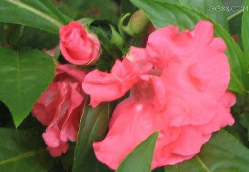 Is oleander poisonous?