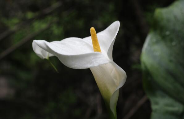 The efficacy and function of calla lilies, looking at eye-pleasing external application for disease treatment / poison can be used as hand bouquets.