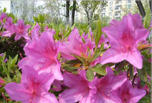 The cultivation of Azalea how to raise Azalea well