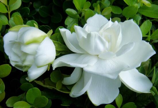 The efficacy, function and taboo of Gardenia jasminoides. Do not use it for people who drink water to treat all diseases / kidney deficiency.