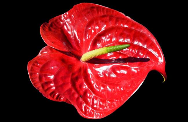 Culture methods and techniques of Anthurium andraeanum in hydroponics