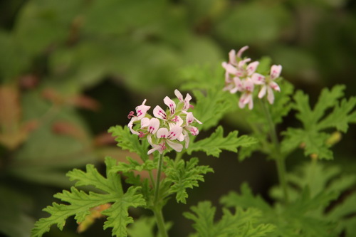 Mosquito repellent grass is the most suitable plant for mosquito repellent in summer