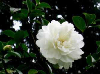 How to distinguish Camellia, Camellia and Camellia oleifera?