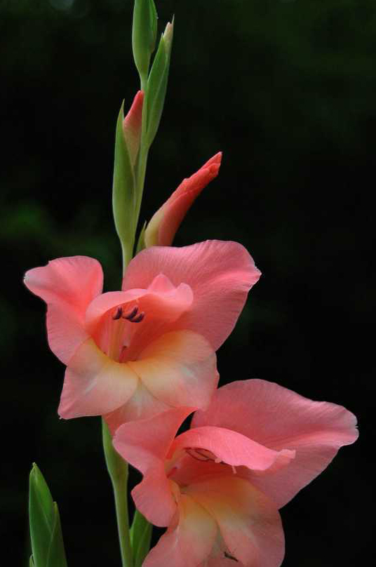 What are the common cultivated varieties of Gladiolus