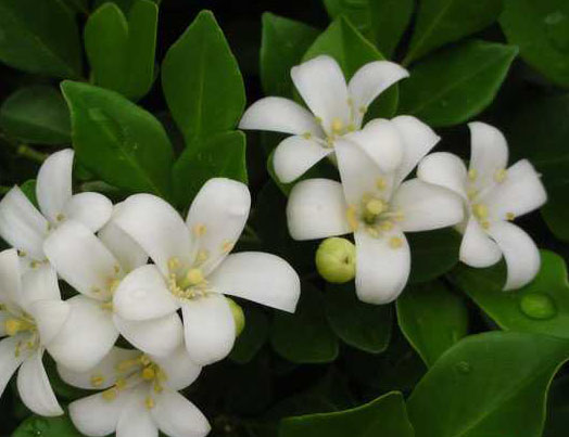 What are the main measures to make Jiuli fragrant flowers numerous and fragrant?