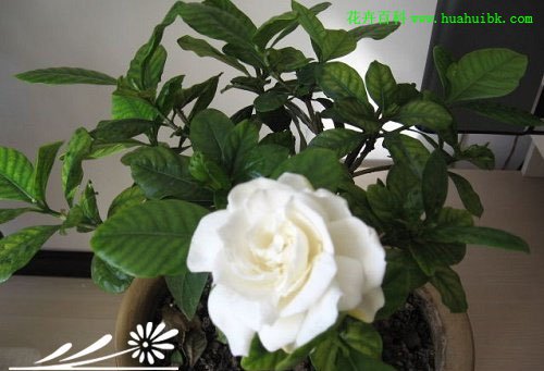 Introduction to the correct culture method of gardenia flower