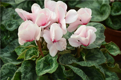 What are the benefits of raising cyclamen at home?