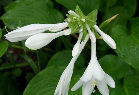 How to maintain the jade hairpin flowers