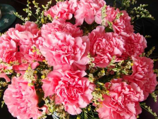 How to raise potted carnations