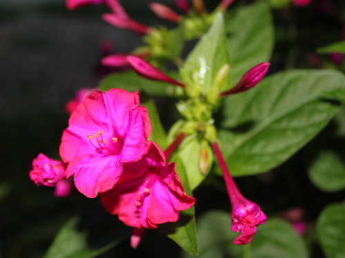 Culture of purple jasmine (grass jasmine, rouge flower)