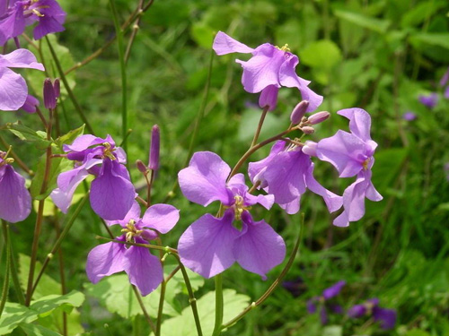 The Culture method of Orchid (Zhuge Cabbage)