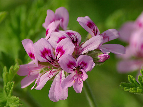 Culture method of fragrant leaf geranium (rose geranium)