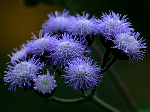 Introduction and culture method of Huoxiang thistle