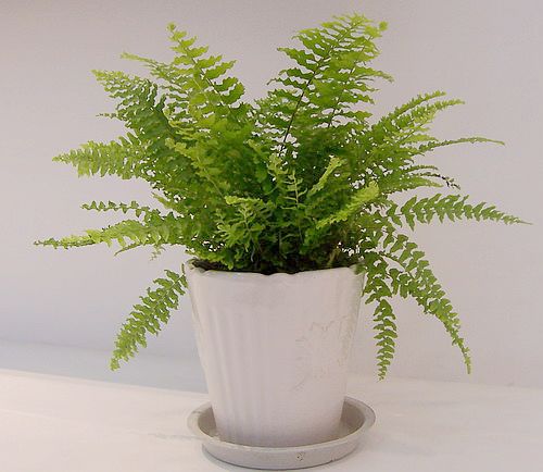 Maintenance methods of Boston fern (Dryopteris crinkle)