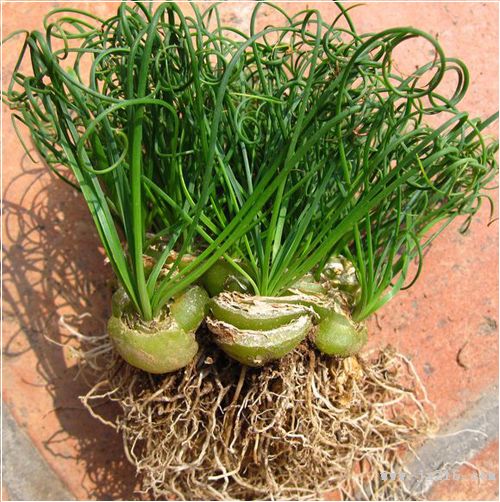 Planting method of Spring Grass