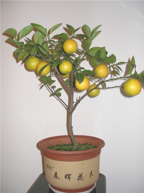 Methods and techniques of potted lemons