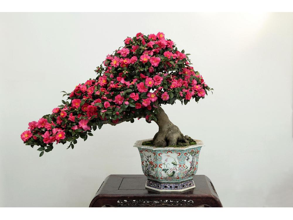 Fertilization methods of potted camellias